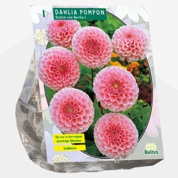 dahlia_dahlia-pompon-stolze-von-berlin-per-1
