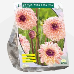 dahlia_dahlia-pompon-wine-eyed-jill-per-1