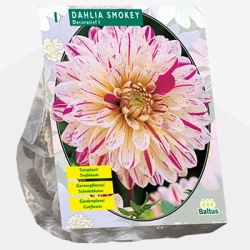dahlia_dahlia-smokey-per-1