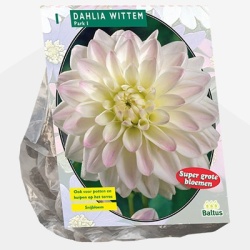 dahlia_dahlia-wittem-per-1