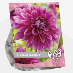 dahlia_urban-flowers-selectie-dahlia-le-baron-per-1