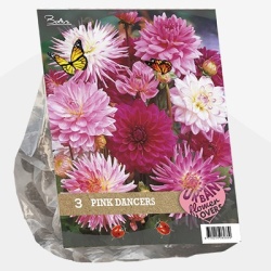 dahlia_urban-flowers-selectie-dahlia-pink-dancers-per-3