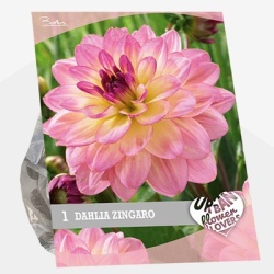 dahlia_urban-flowers-selectie-dahlia-zingaro-per-1