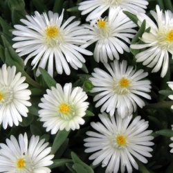 delosperma-jewel-of-desert-moonstone