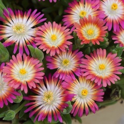 delosperma-jewel-of-desert-ruby