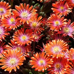 delosperma-jewel-of-desert-sunstone