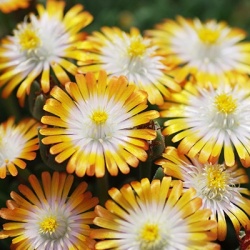 delosperma-jewel-of-desert-topaz