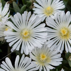 delosperma-wheels-of-wonder-white-wonder