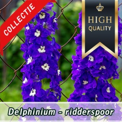 delphinium