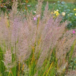 diamantgras_calamagrostis-brachytricha