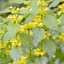 dovennetel_lamiastrum-galeobdolon