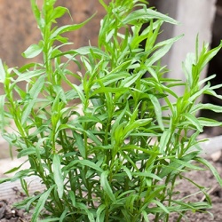 dragon-artemisia-dracunculus