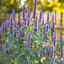dropplant_agastache-hybr-black-adder