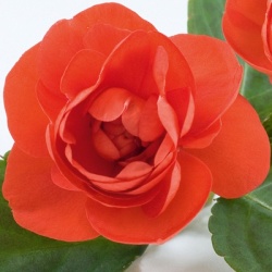 dubbel_vlijtig_liesje_impatiens-walleriana-diadem-orange