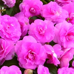 dubbel_vlijtig_liesje_impatiens-walleriana-diadem-pink
