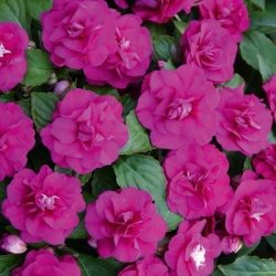 dubbel_vlijtig_liesje_impatiens-walleriana-diadem-purple