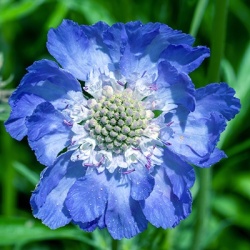 duifkruid-scabiosa-caucasica-fama-deep-blues