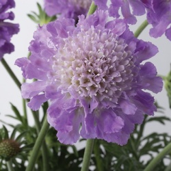 duifkruid-scabiosa-columbaria-butterfly-blueflorensis