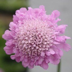 duifkruid-scabiosa-columbaria-fluttertm-rose-pink-pbr-eu46544