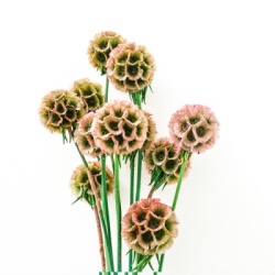 duifkruid-scabiosa-stellata-paper-moon