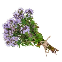 duitse-winter-tijm-thymus-vulgaris