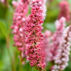duizendknoop_persicaria-aff-kabouter