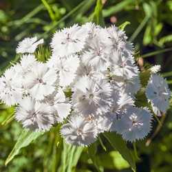 duizendschoon-dianthus-barbatus-white