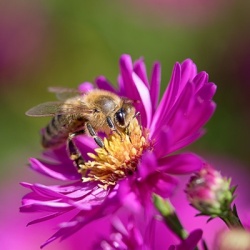 dwergaster-dumosus-aster-island-bahama-pbr
