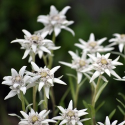 edelweiss-leontopodium-alpinum-zugspitzes