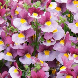 elfenspiegel-nemesia-nemesia-x-fruticans-mareto-bicolor-magentav