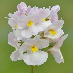 elfenspiegel-nemesia-x-fruticans-mareto-whites