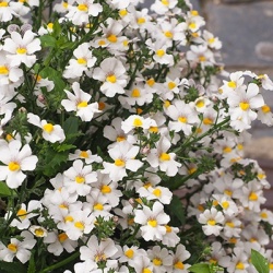 elfenspiegel-nemesia-x-hybrida-lyric-whites