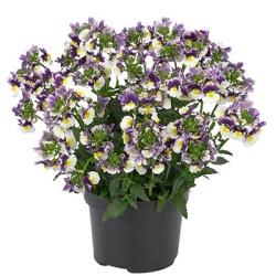 elfenspiegel_nemesia-fruticans-nuvo-blue-bicolour-impr