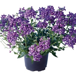 elfenspiegel_nemesia-fruticans-nuvo-blue