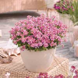 elfenspiegel_nemesia-fruticans-nuvo-rose