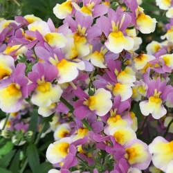 elfenspiegel_nemesia-x-fruticans-mareto-lemon--rose