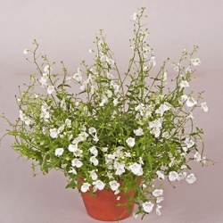 elfenspoor_diascia-barberae-flying-colors-white