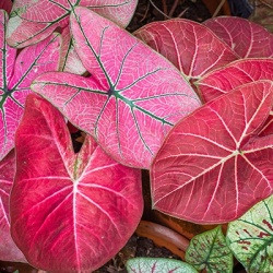 engelenvleugels-caladium-bright-pink