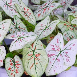engelenvleugels-caladium-dots