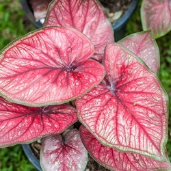 engelenvleugels-caladium-pink
