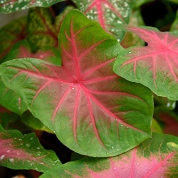 engelenvleugels-caladium-red-nerf
