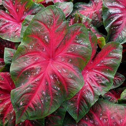 engelenvleugels-caladium-red
