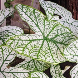 engelenvleugels-caladium-white