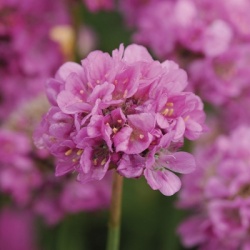 engels_gras_armeria-pseudarmeria-ballerina-purple-rose