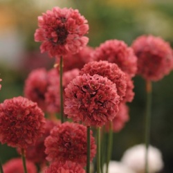 engels_gras_armeria-pseudarmeria-ballerina-red