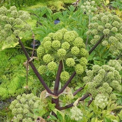 engelwortel-angelica-archangelica
