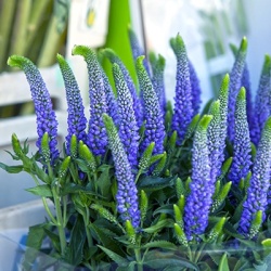 ereprijs-veronica-spicata-christas