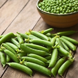 erwten-pisum-sativum