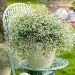 euphorbia__euphorbia-hypericifolia-silverfog-white