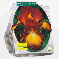 florentijnse_lis_iris-germanica-geelbruin-per-3
